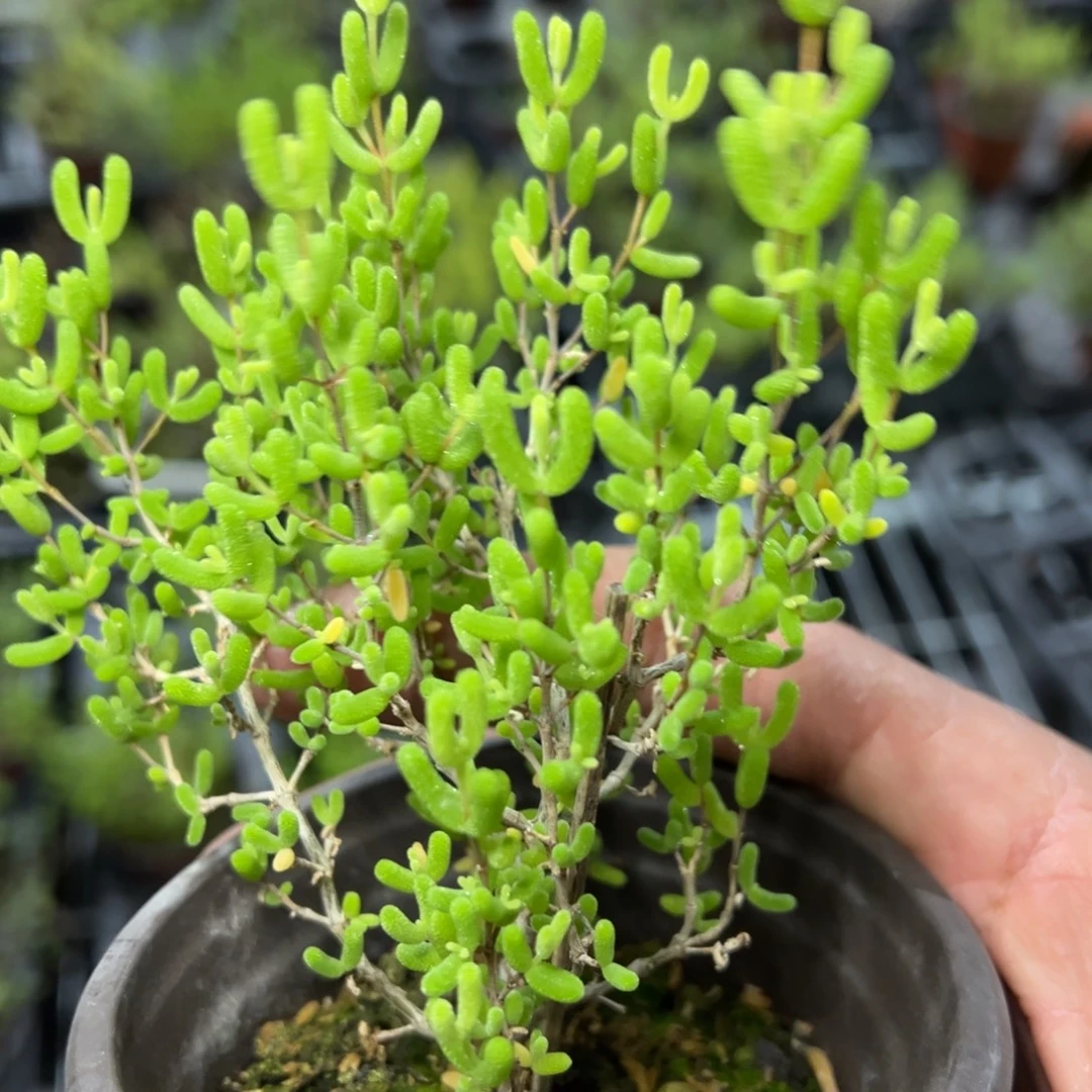 糖球粉锦90杯老桩福利