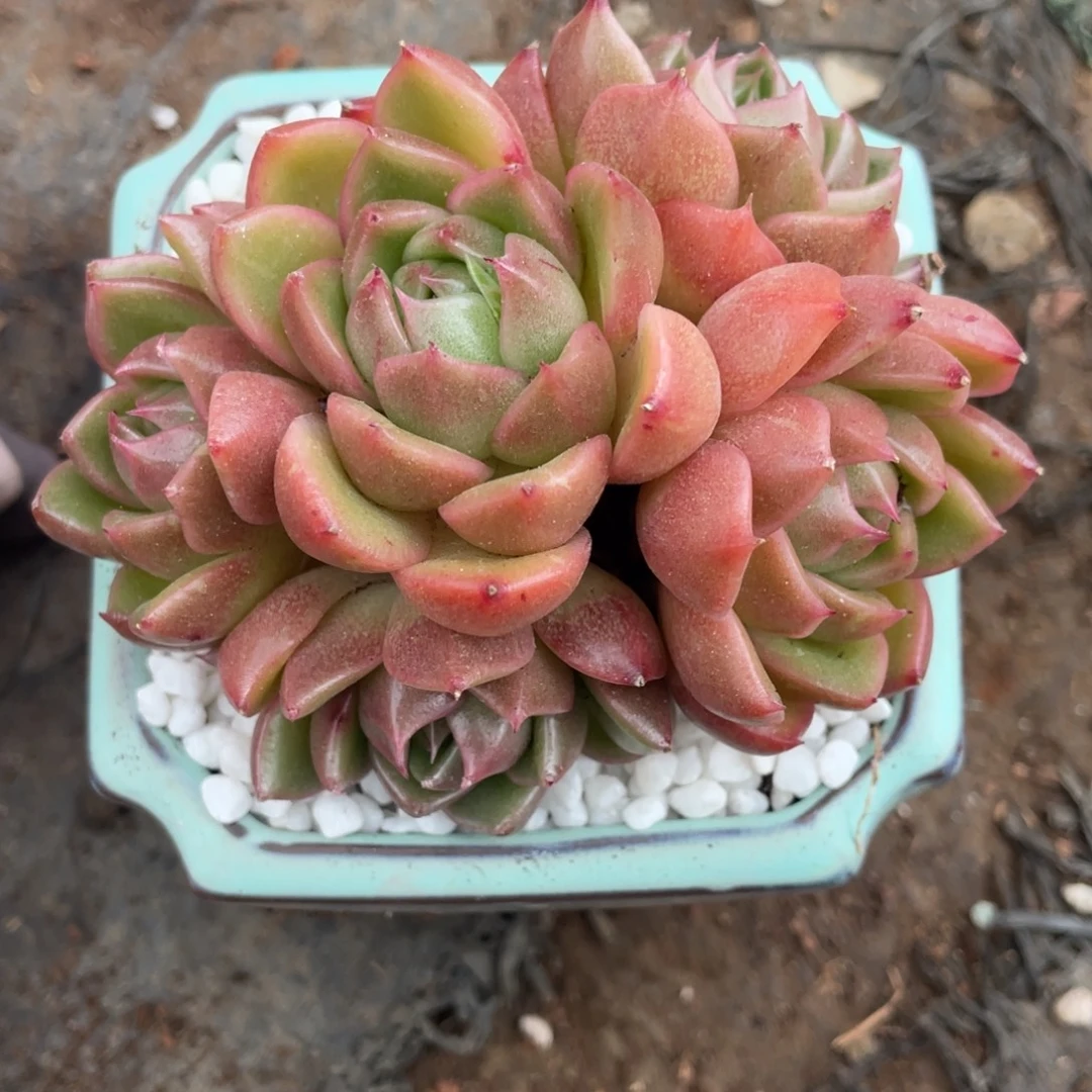 多肉植物盆栽多肉19