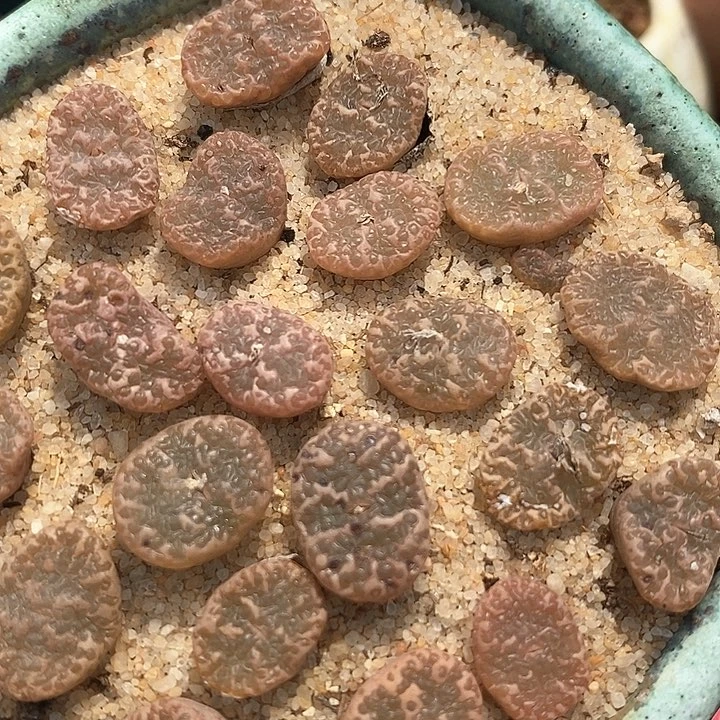 泡泡勋章一颗   1443.252