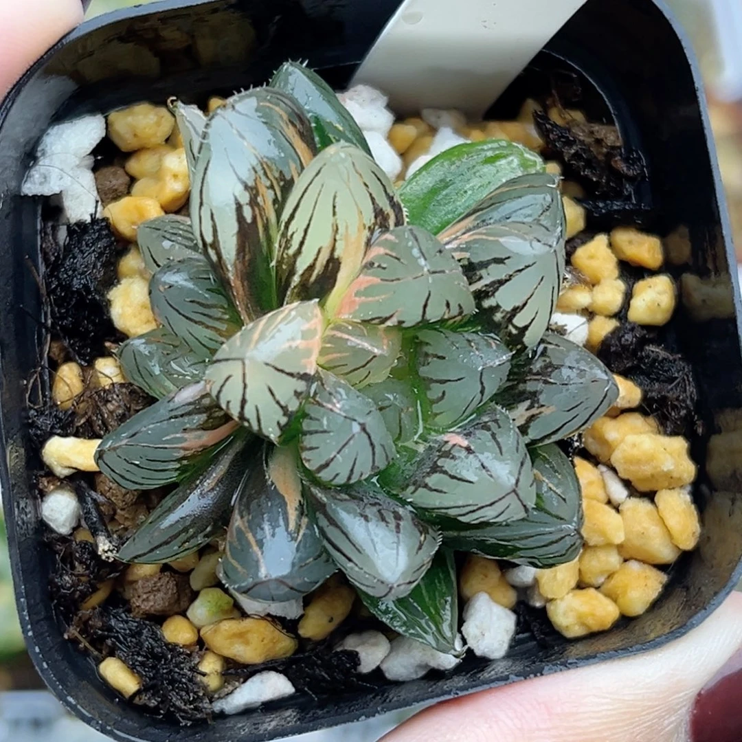 44双头霓虹灯玉露锦福利专场