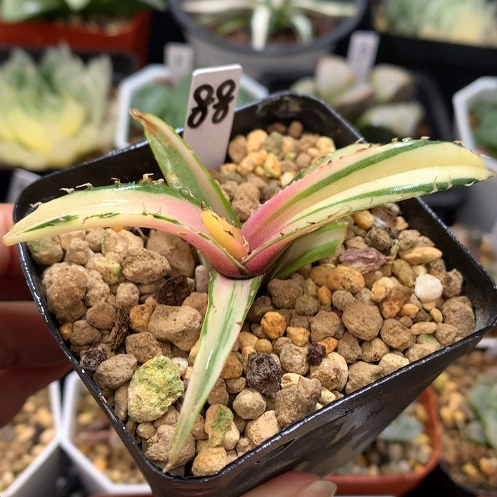 龙舌兰白鲸粉黄中斑锦