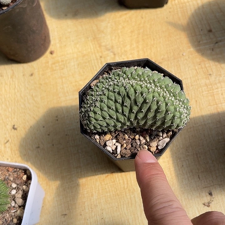 无花朵实生菊水缀化仙人球