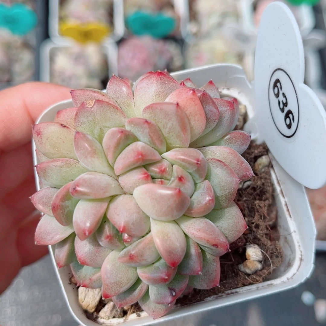 风靡园艺甜蔻珍妮4头朵朵缀