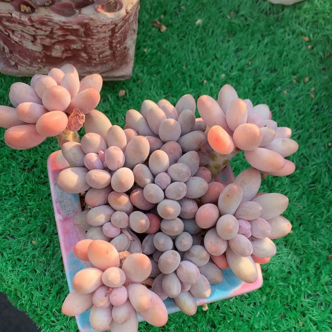 大叶汤圆老桩一物一拍