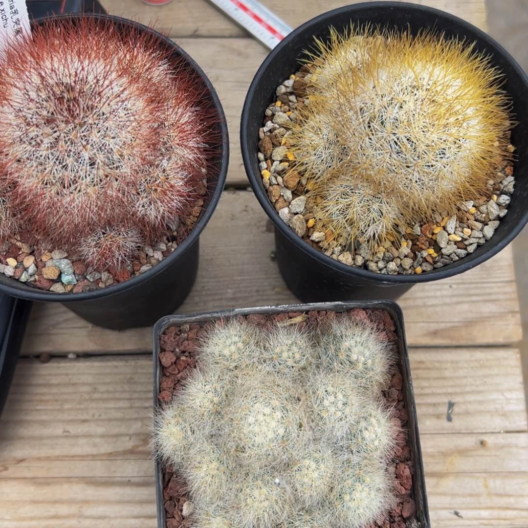 ～****~仙人球多肉植物带盆土