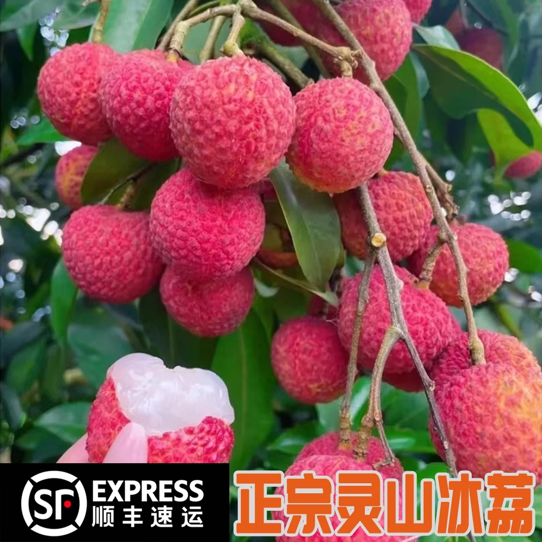 正宗广西 冰荔枝希有品种现摘现发当季新鲜水果