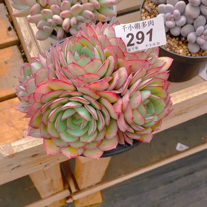 风***雪谢谢你的支持0000000291