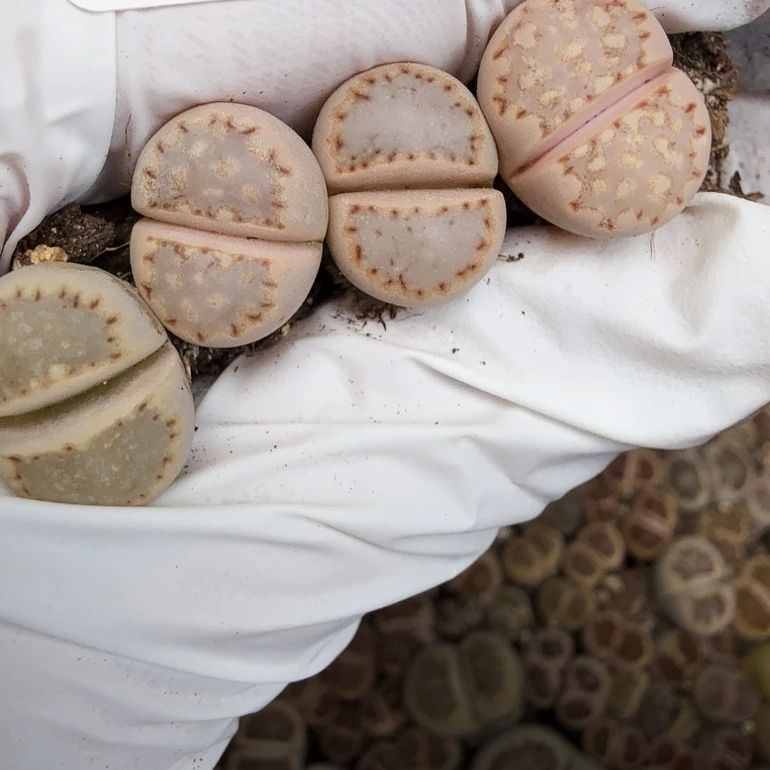 我就去看看这418的价格