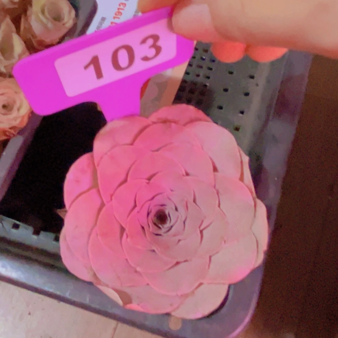103山地玫瑰粉色