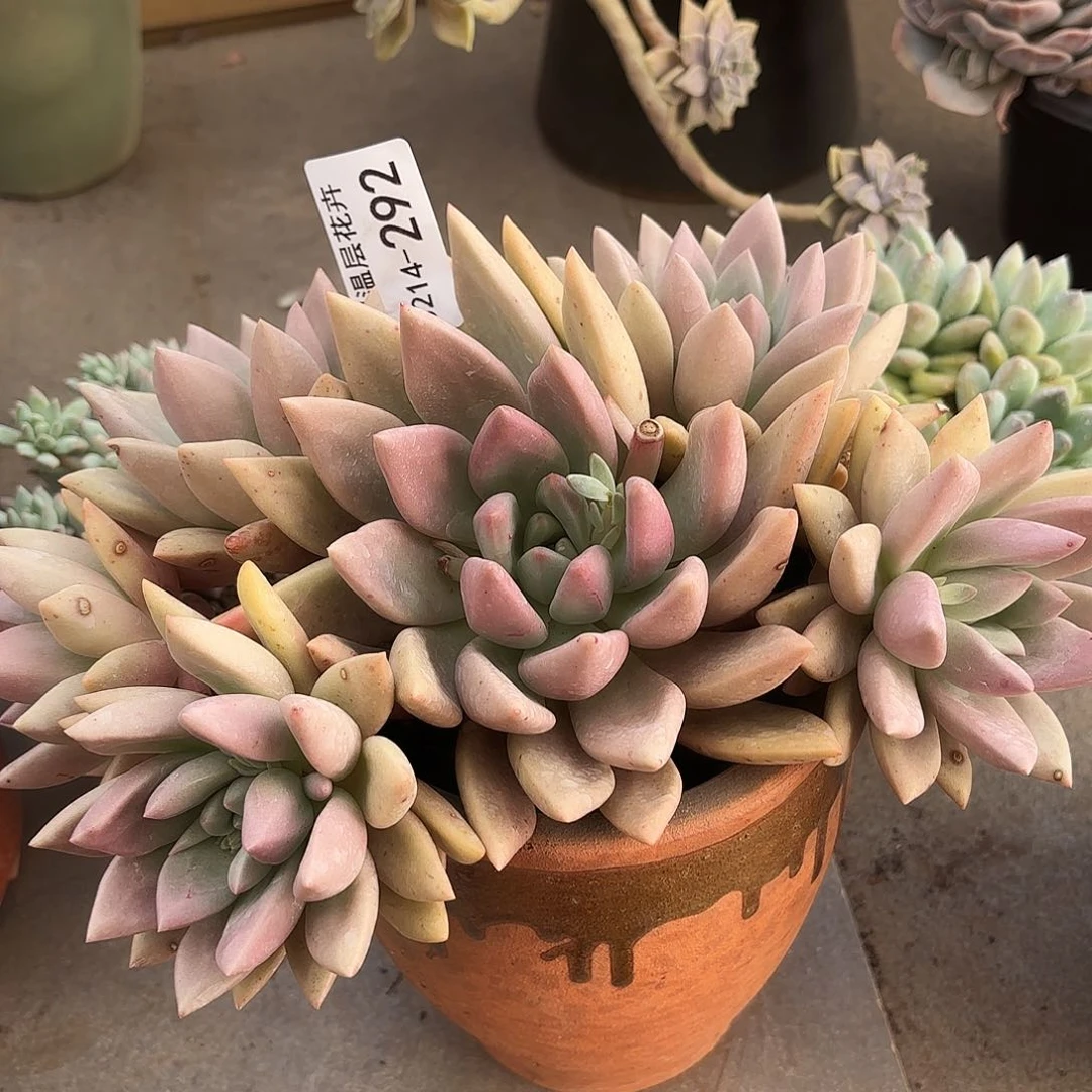 b**o同温层多肉桃花源292