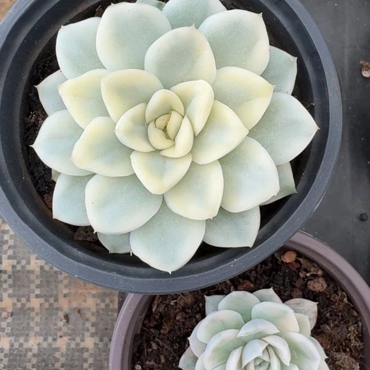 ****o福袋福袋福袋福袋福袋