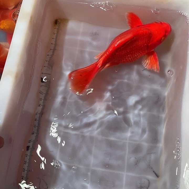 蝴蝶鲤鱼渔场直发14