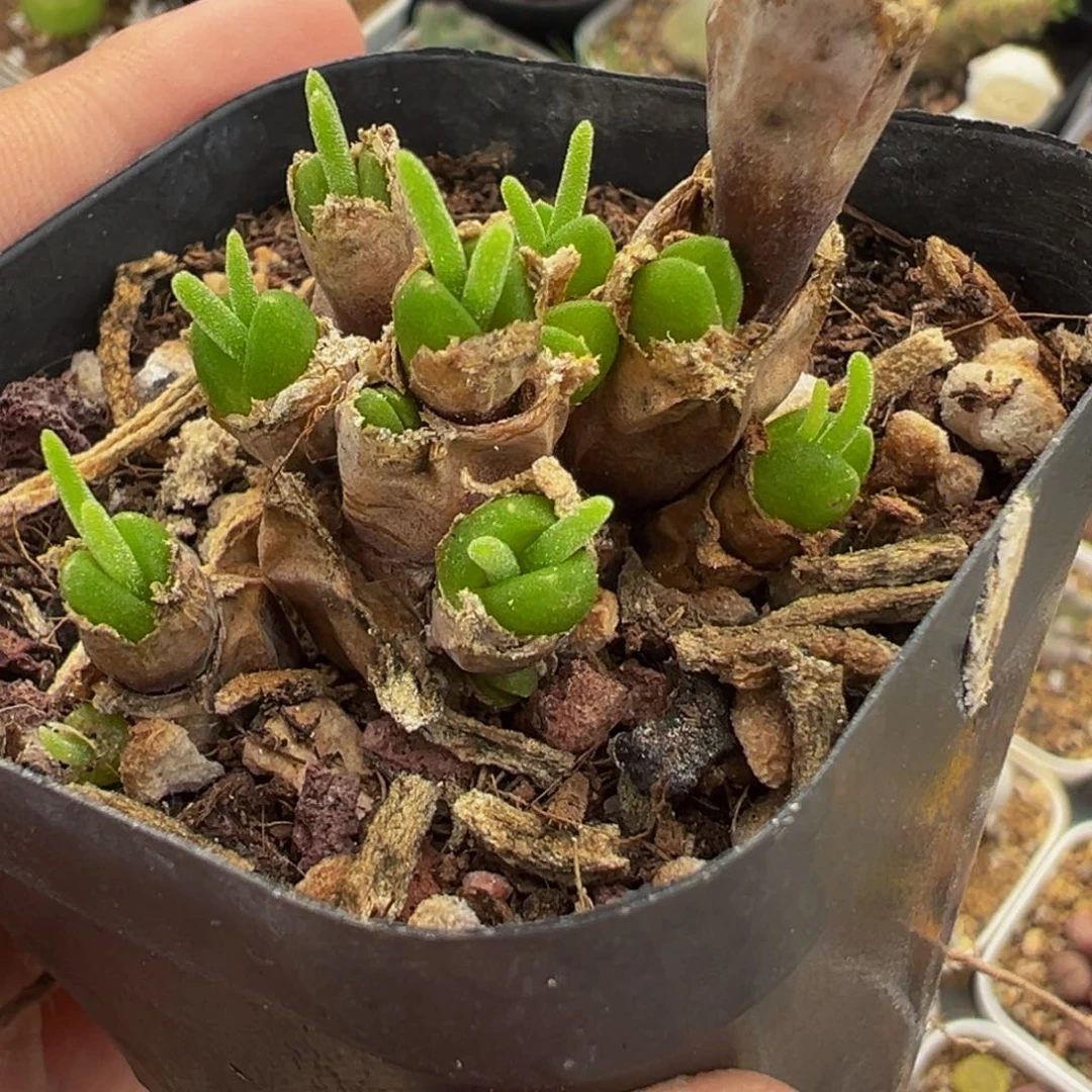 452。多肉植物盆栽栽培