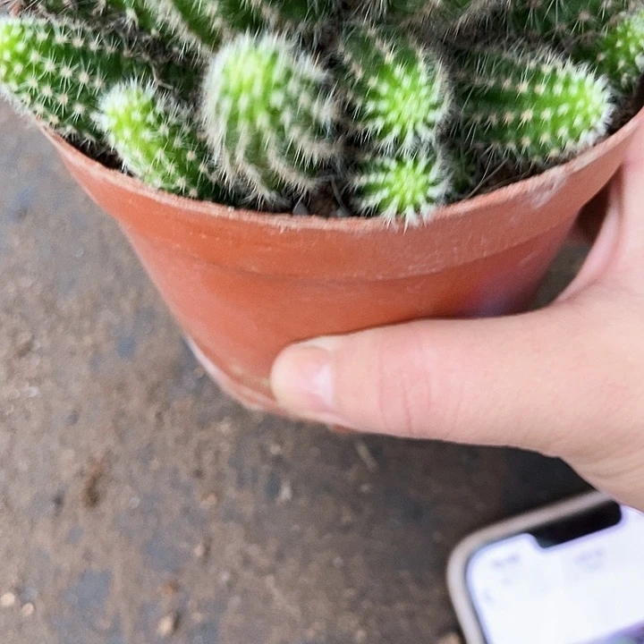 马尔文白糖白糖2456777