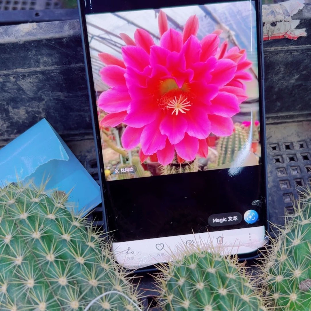 下37毛飞龙歪无根侧芽5公分左右20包邮