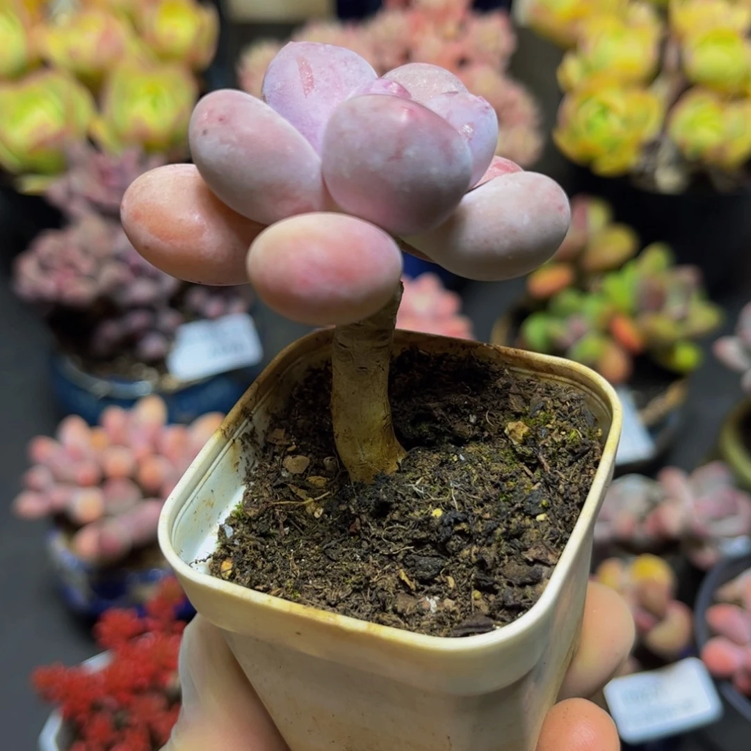 307橙雪球5厘米多肉