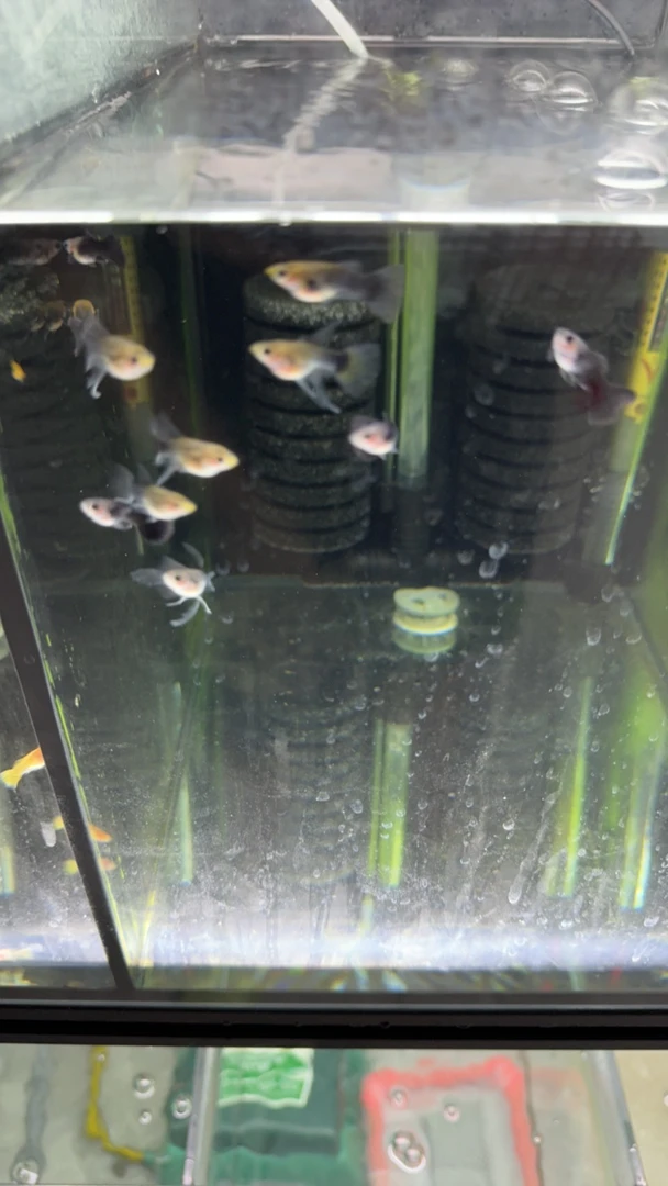 黄化蓝礼服玻璃猫大C孔雀鱼（入缸不赔）