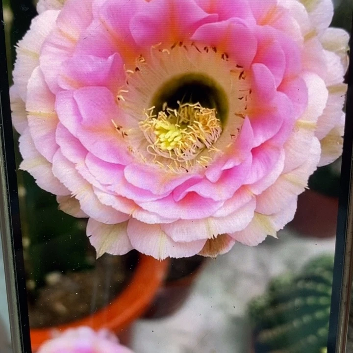 彩草520号侧芽3.5公分左右干皮