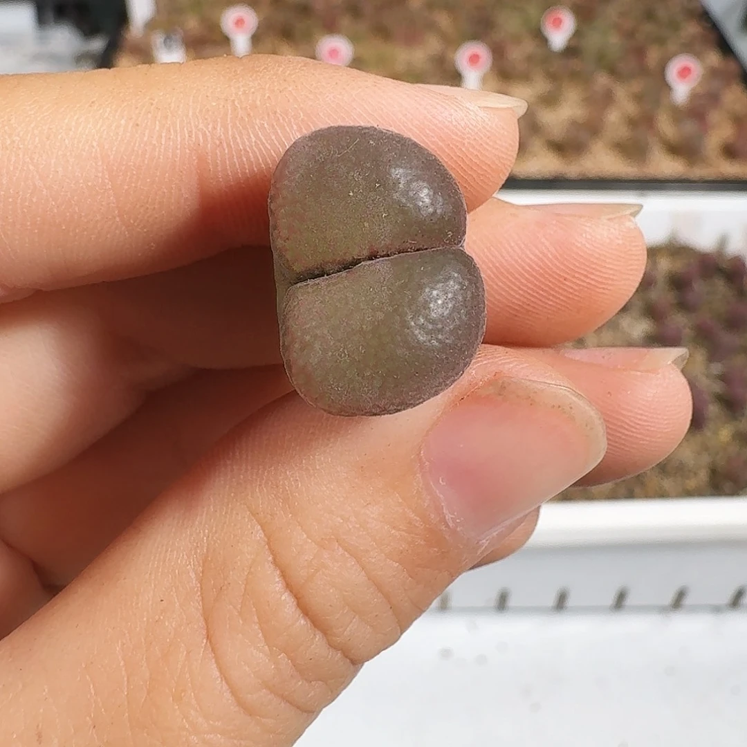 多肉植物福利风铃278
