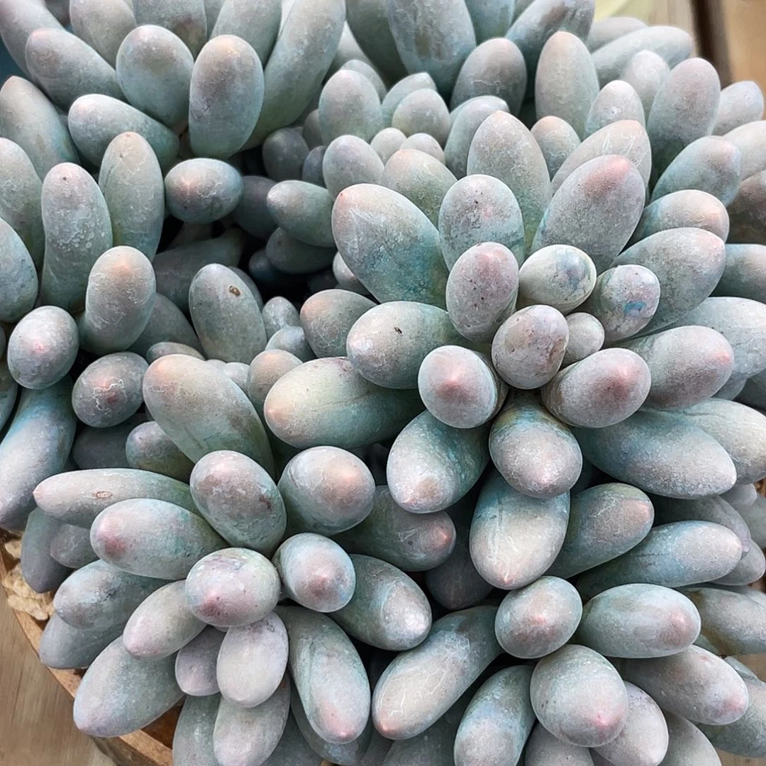 多肉植物的生长发育与