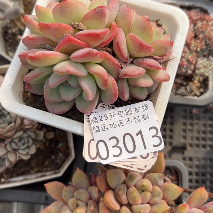 幸运儿是一位非常优秀且幸运