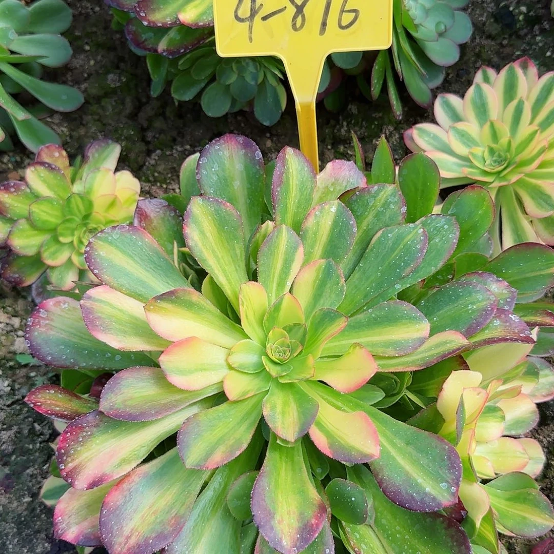 4-896+-多头多肉植物