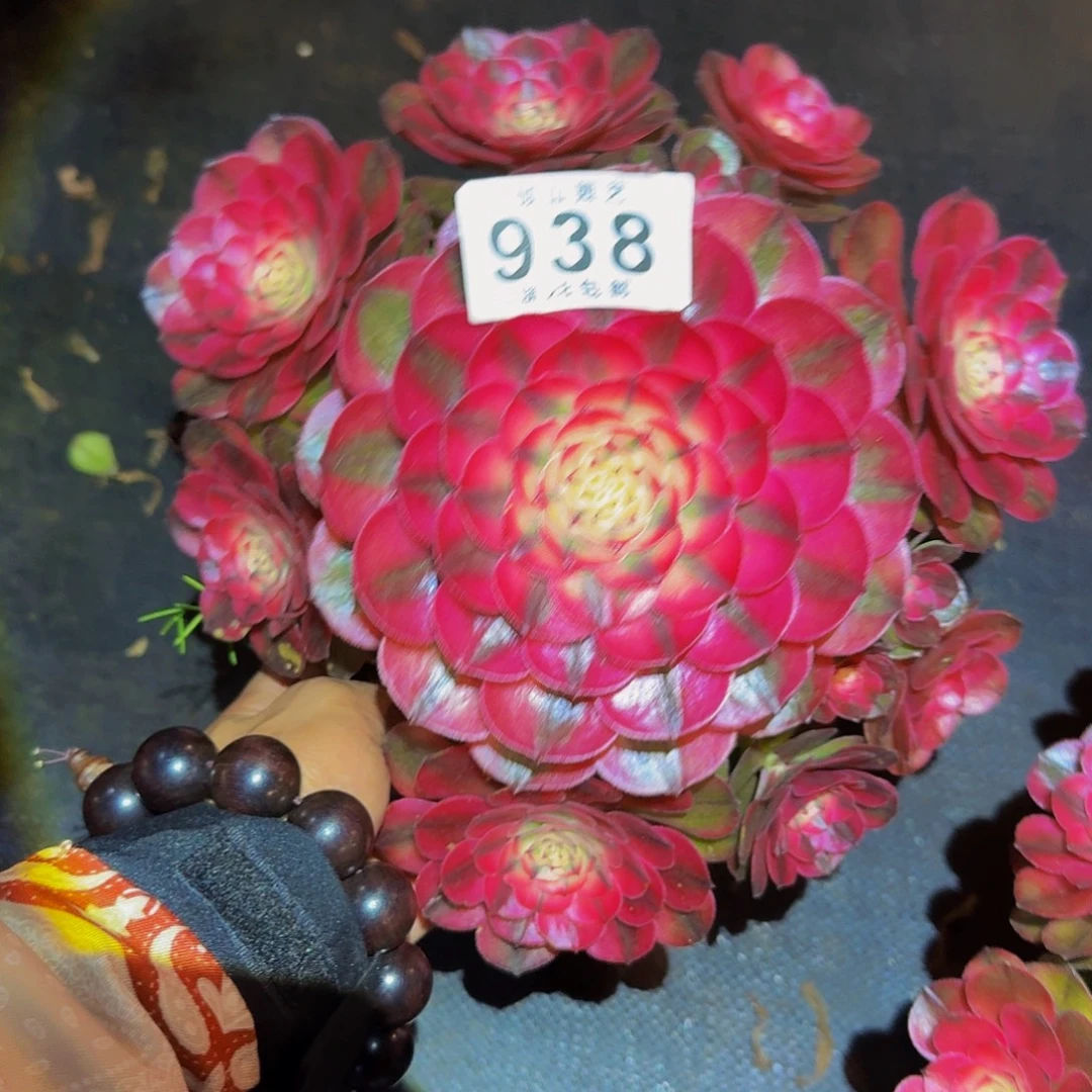 938号多肉植物荔枝