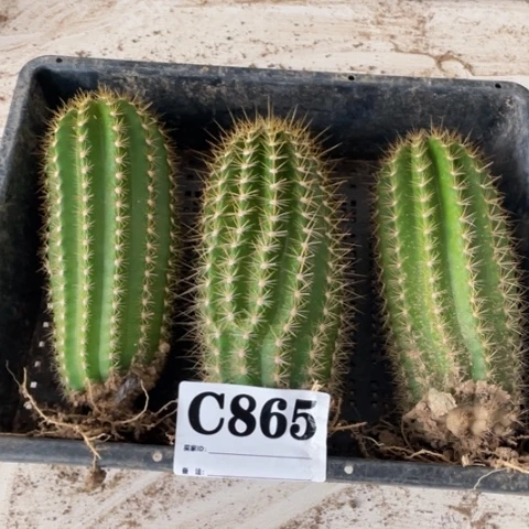 种子苗毛花柱c 865