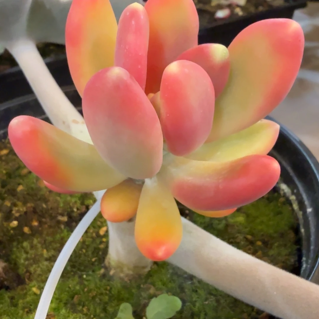 芒果美人 安吉园艺锦