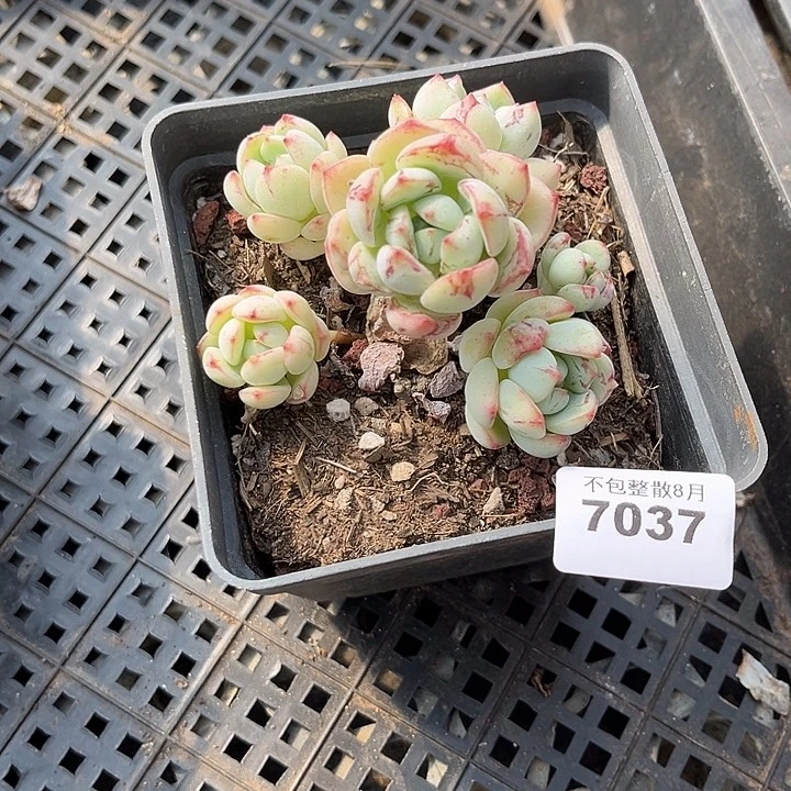 阿雅园艺。      7037香草