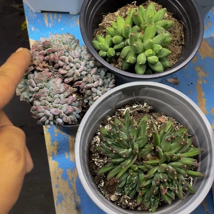 一物一拍一物一拍三颗