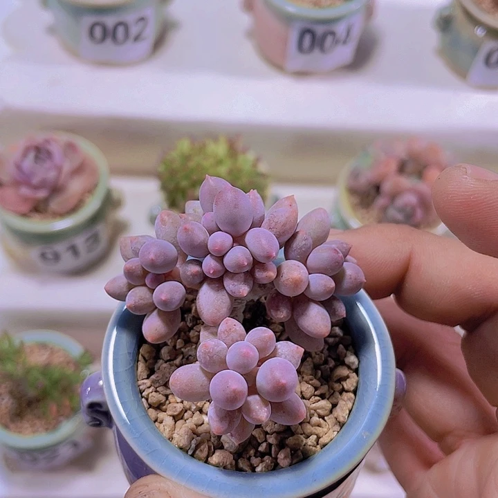 婴儿手指带土带盆