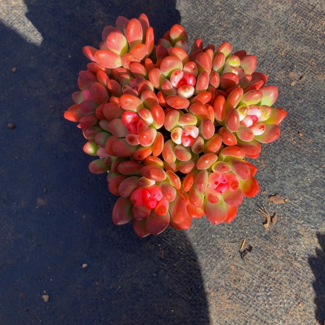 红宝石带盆土4.99