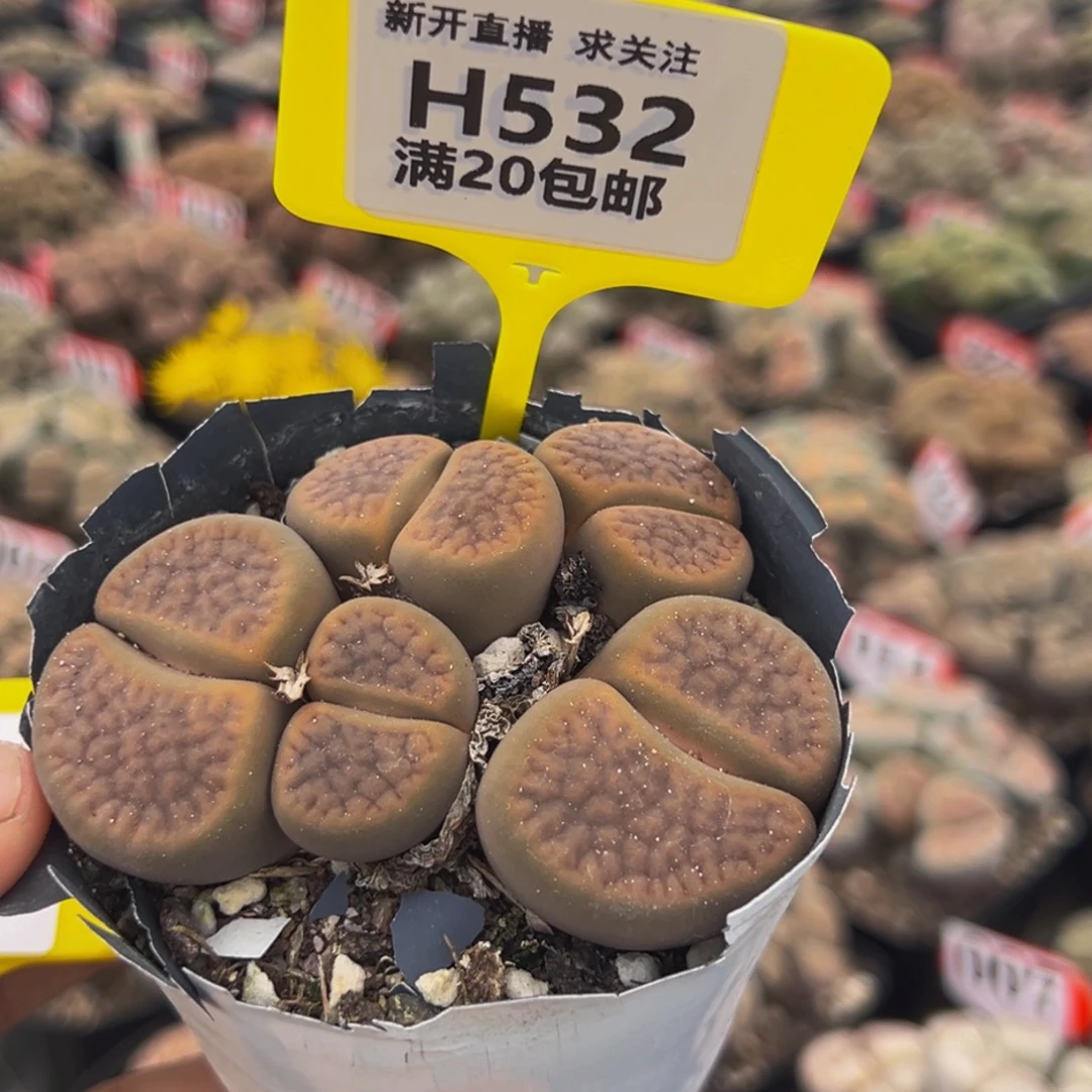 532 生石花大群生大群生