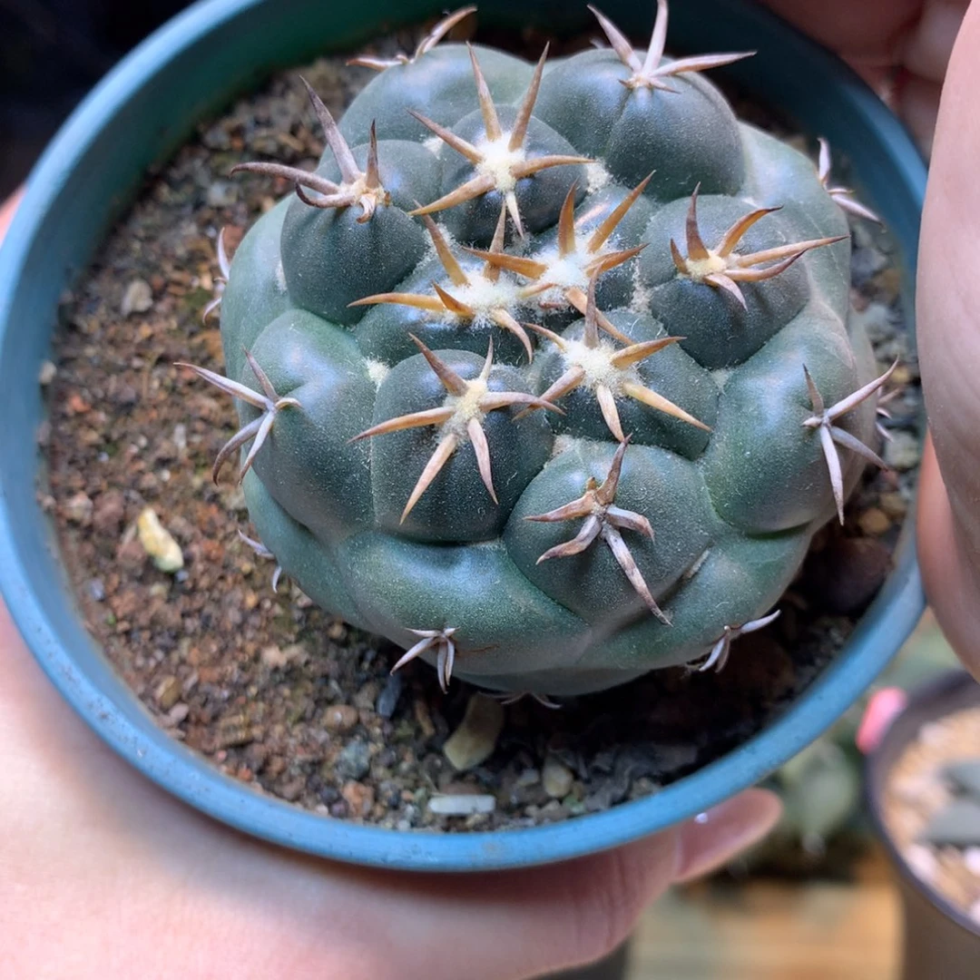 20号 实生 大尤安宅象牙6公分