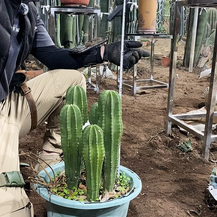 46号拍品。       整盆发货