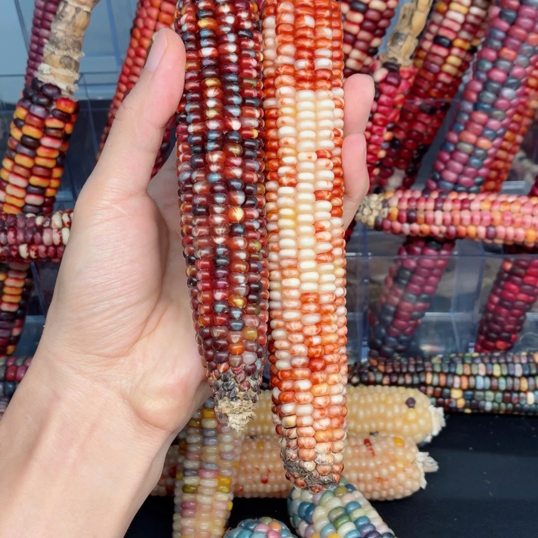 长***星吊坠白玉菩提文玩精品文玩精品