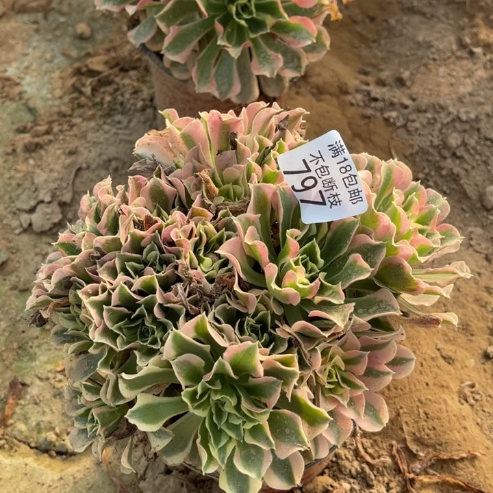 797白凤绣球4号棚