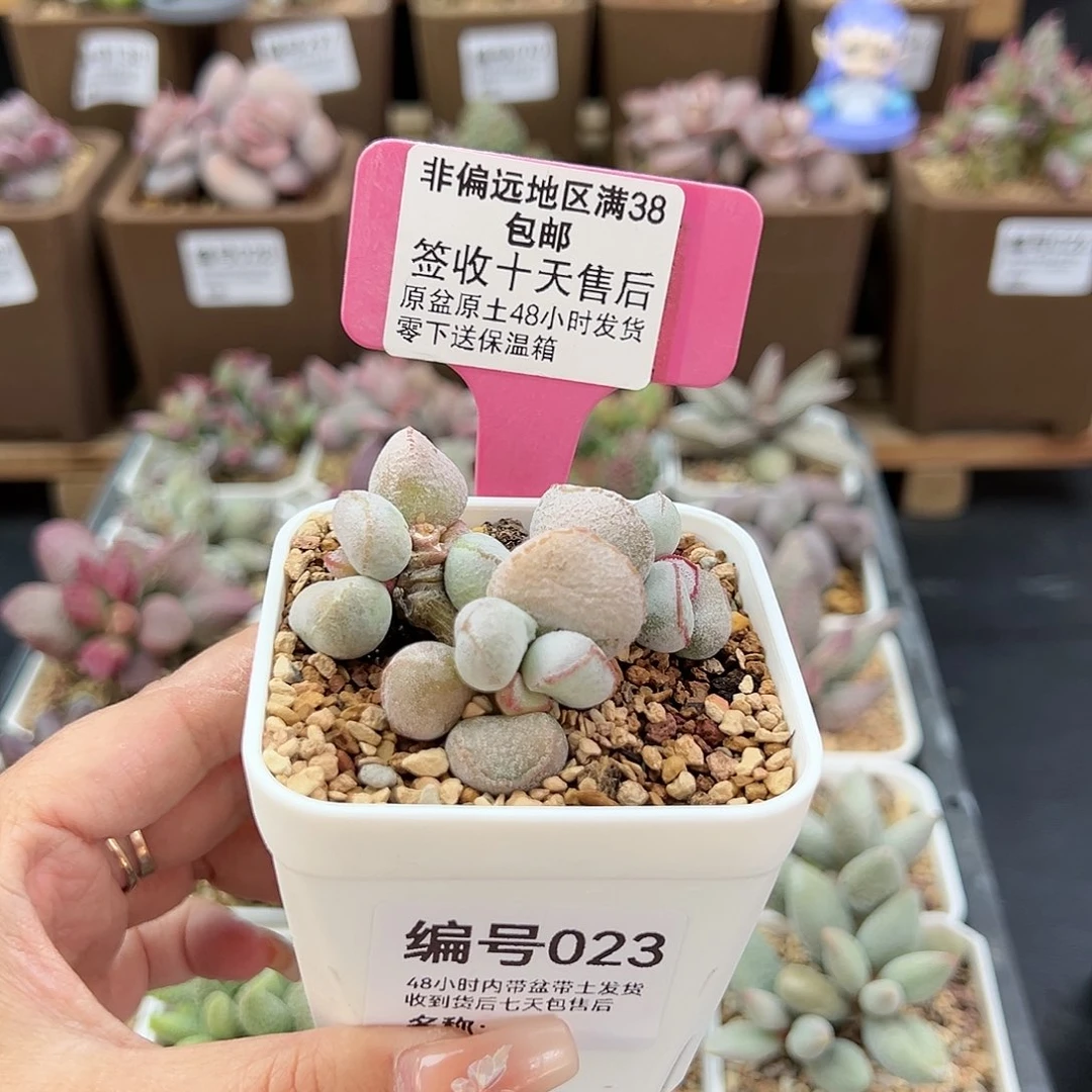 023硬叶白蛋多肉植物