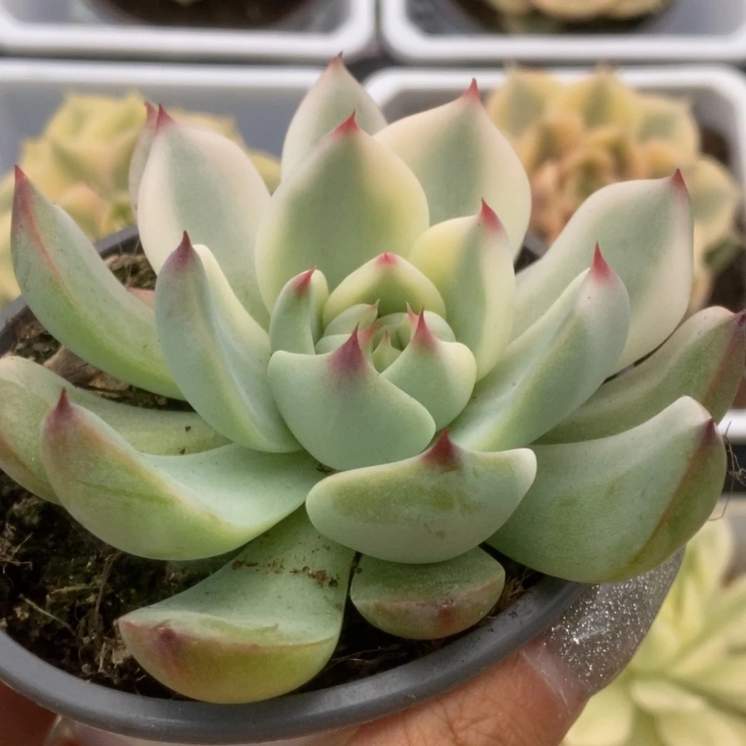 143锦锦锦锦锦锦锦锦锦