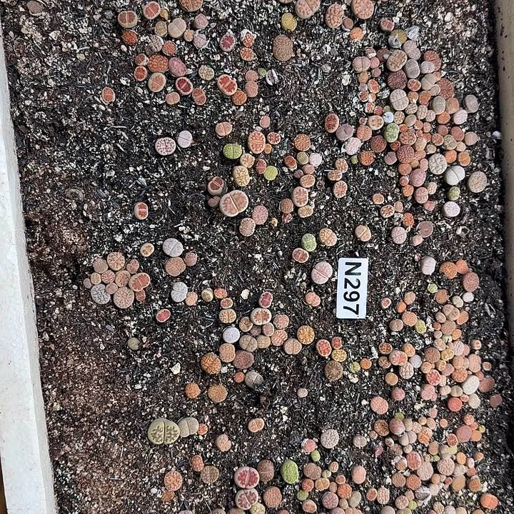 生297石花整筐脱土发货