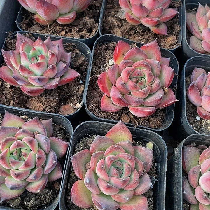 篝火2.8带盆土发