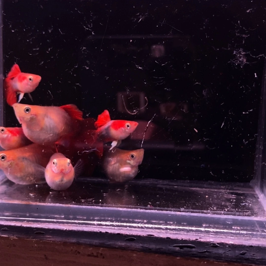 爱***子孔雀鱼黄豹球三对送一对备损