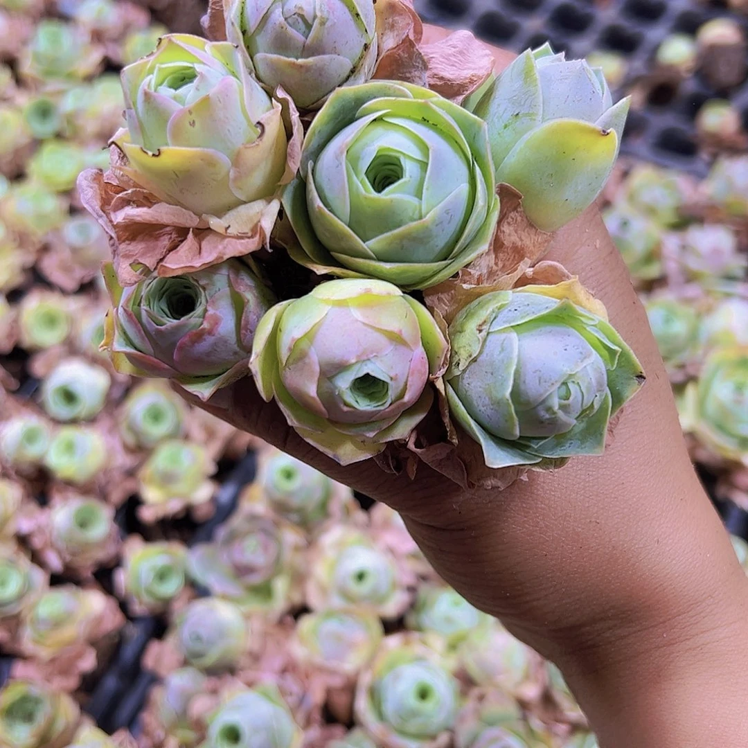 穴盘老粉桃7个19包邮