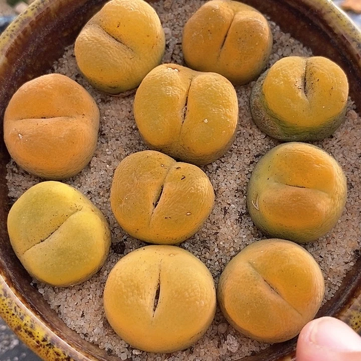 26517黄桃单头母本一颗