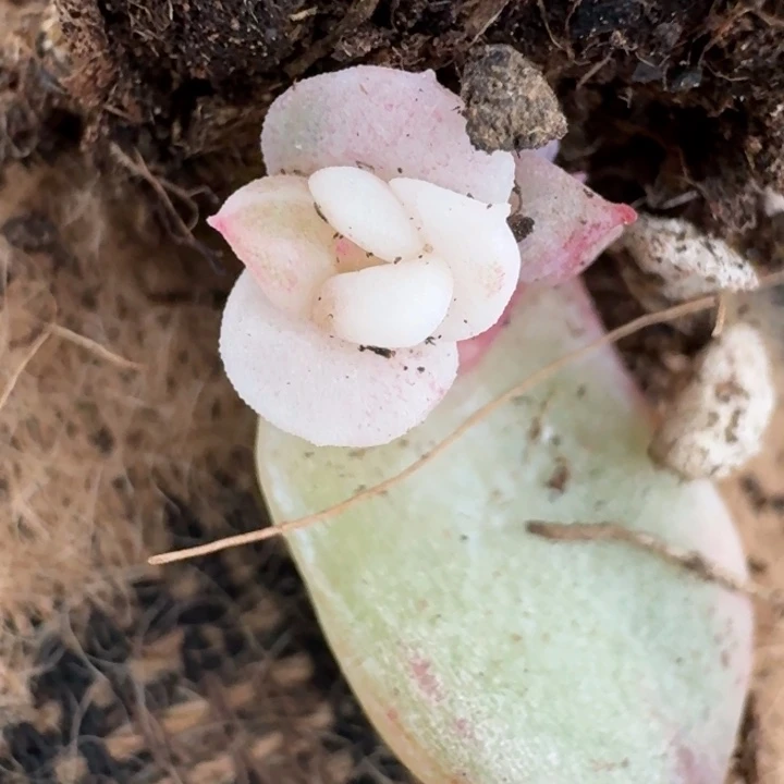 透珍妮一物一拍好看55