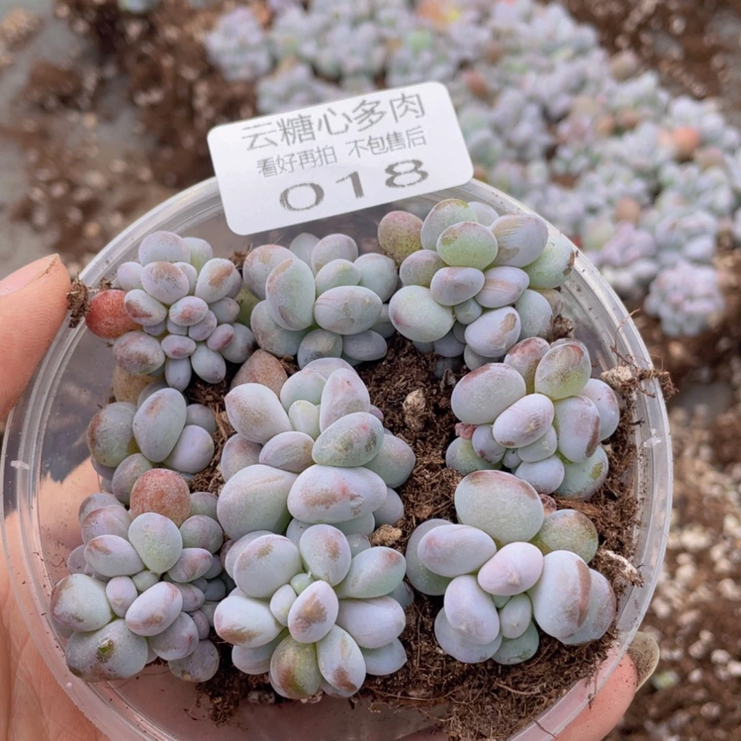 云糖心多肉植物18