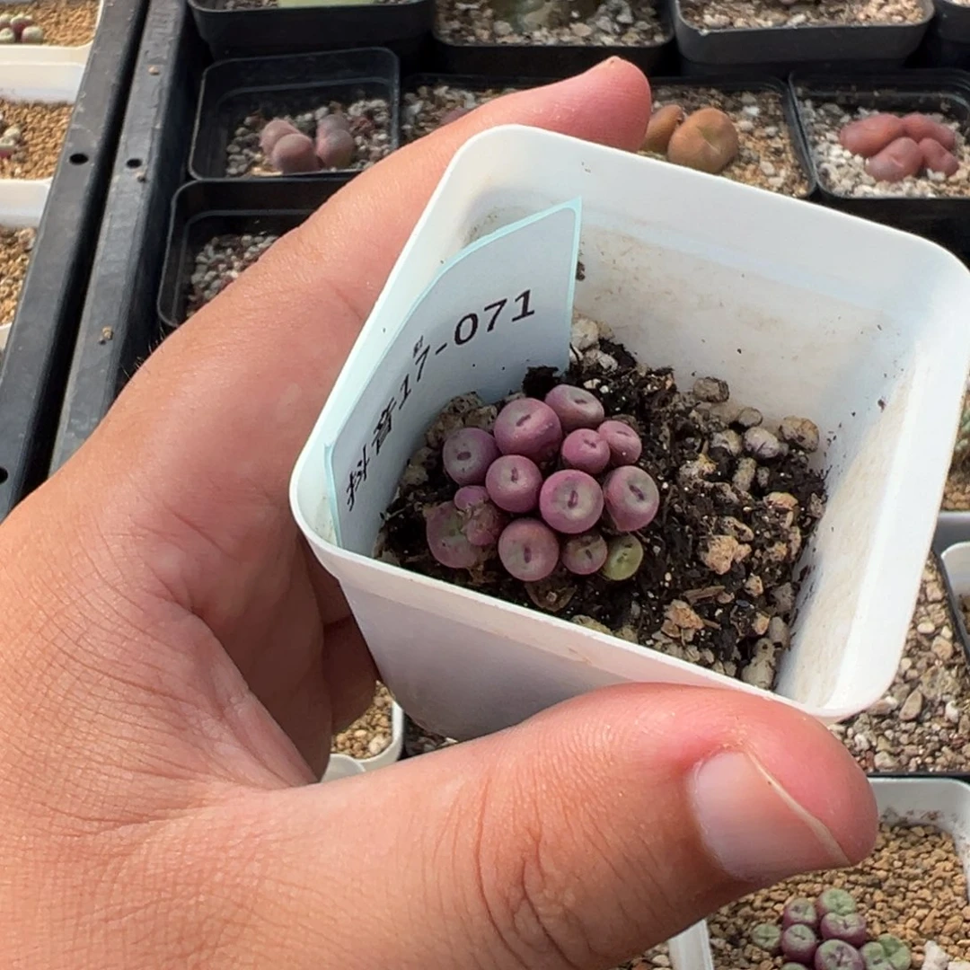 叶*17-71肉锥多肉植物，