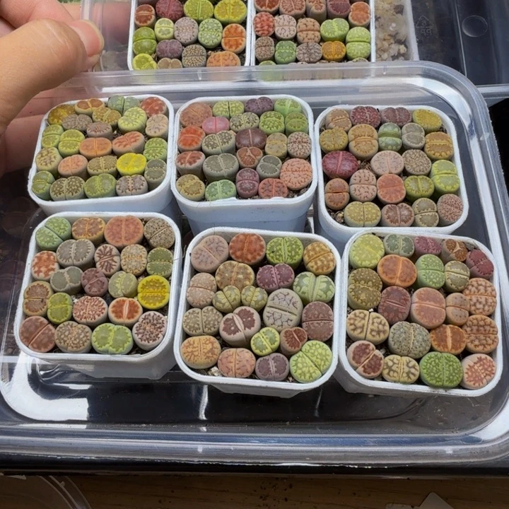 花***8多肉植物的生长发育246