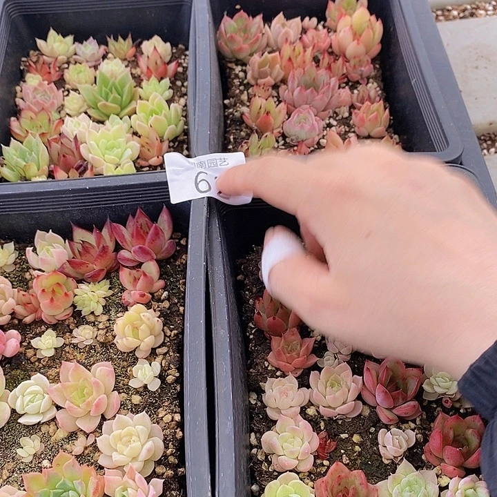 62 多肉植物盆栽花卉